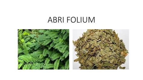 farmakognosi materi folium saimplisia abri folium pptx