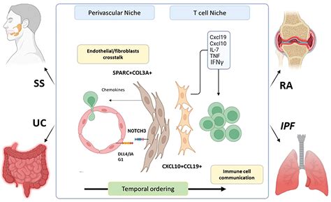 Frontiers Fibroblast Heterogeneity Keystone Of Tissue Homeostasis And Pathology In