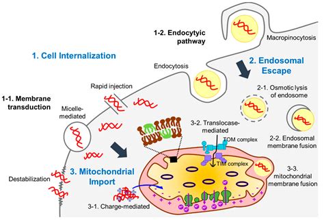 Molecules Free Full Text Recent Advances In Mitochondria Targeted