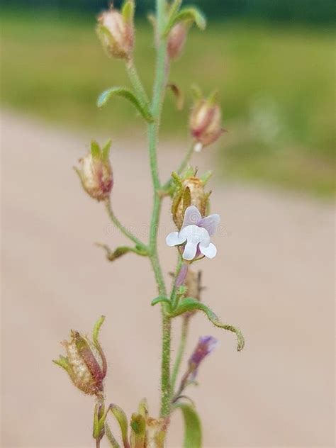 Chaenorhinum Minus Stock Image Image Of Dwarf Snapdragon