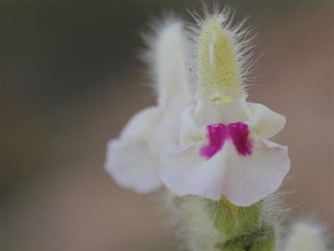 Violet Veined Anatolian Sage Salvia Blepharochlaena · Inaturalist