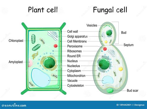 Celstructuur Van Plantencellen En Schimmelcellen Vector Illustratie