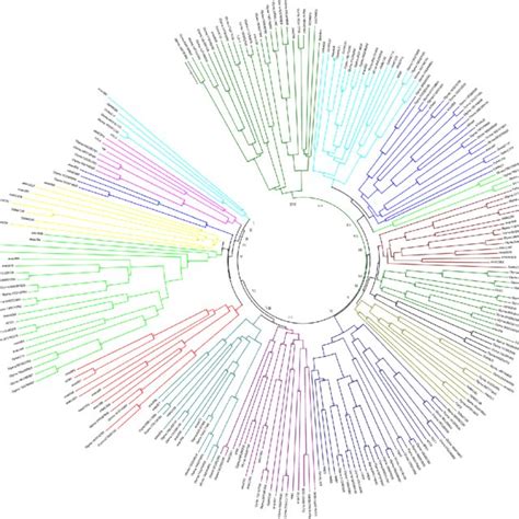 Phylogenetic Analysis Of Nac Proteins From Arabidopsis Rice And