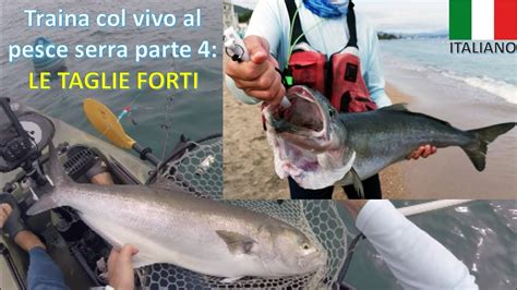 Traina Col Vivo Al Pesce Serra Parte 4 Le Taglie Forti YouTube