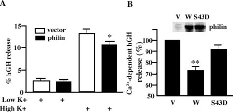 Phosphorylation Of Syntaphilin By Camp Dependent Protein Kinase