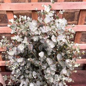 Eucalyptus Gunnii France Bleu Pot Size Cm Cider Gum Tree The