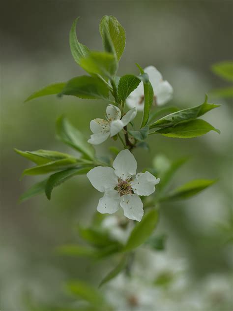 Plum blossom on Behance