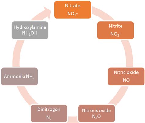 Microbial Nitrogen Cycle Pathway Design By Author Download Scientific