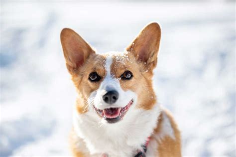 101 Corgi Names: How To Pick The Perfect Name For Your Pup - Corgi Planet