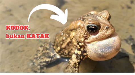 Mengenal Kodok Bukan Katak Youtube