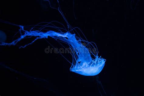 Superb Jellyfish Sea Wasp stock photo. Image of bleak - 146010910