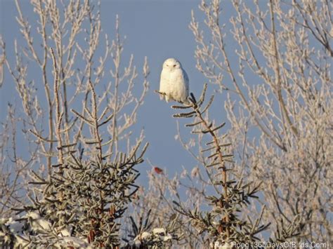 Winter Wonderland Snowy Owl! - 365 Days of Birds