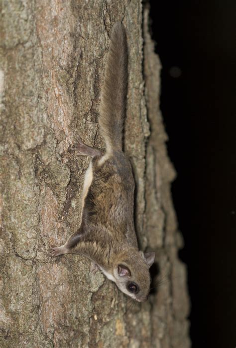 Sciuridae Glaucomys Volans Volans Southern Flying Squirr Flickr