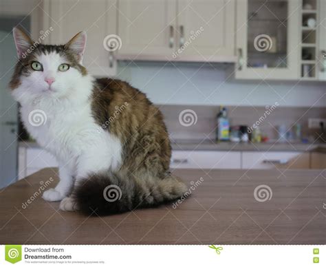 Fluffy Cat Sitting On Table Indoor Stock Image Image Of Lovable