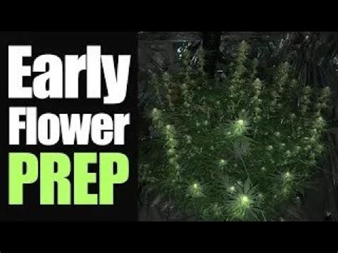 Defoliation And Lollipopping DWC Home Grow How To Grow Weed YouTube