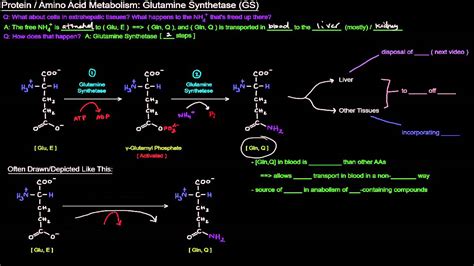 Protein Amino Acid Metabolism Part 5 Of 8 Glutamine Synthetase Gs Youtube