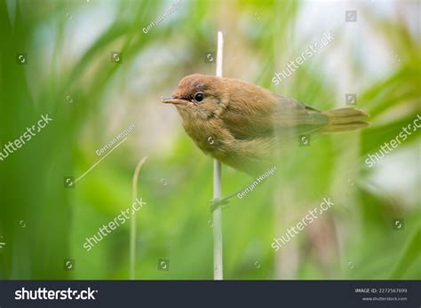 806 Common Reed Warbler Stock Photos, Images & Photography | Shutterstock