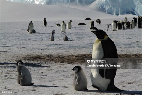 Antarctic Gentleman Emperor Penguin Baby Penguin Growth Record High-Res ...