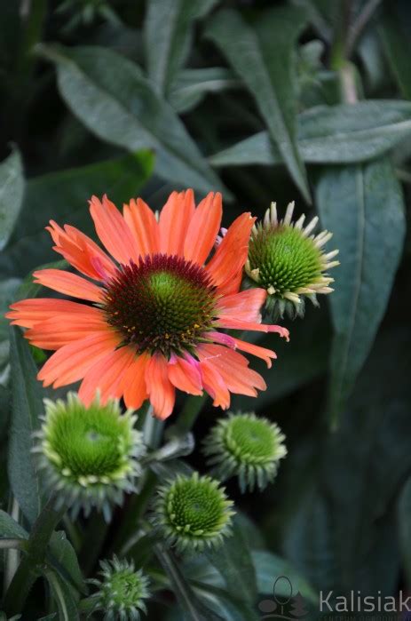 Echinacea Purpurea Orange Pearl Je Wka Purpurowa