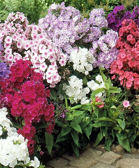 Live Fragrant Garden Phlox Mix Set Of Eight Fragrant Garden