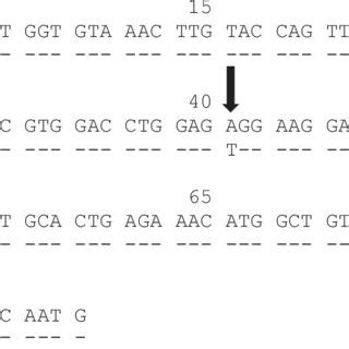 Alignment Of The Exon 2 Of HLADQA1 01 26 With The Sequence Of