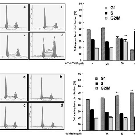 Effect Of Thif Or Daidzein On The Expression And Activity Of