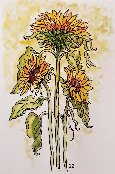 Girasole Disegno Acquerello Di Daniela Bertoni Greco