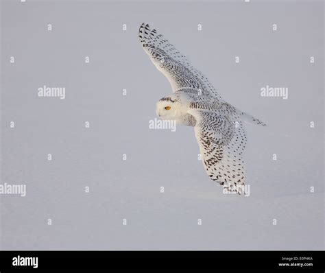 snowy owl flying Stock Photo - Alamy