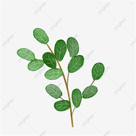 Watercolor Plant Green Leaf Hand Drawn Style Healing Watercolor Green