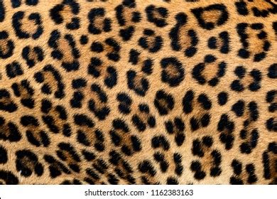 190,627 Leopard Fur Images, Stock Photos & Vectors | Shutterstock