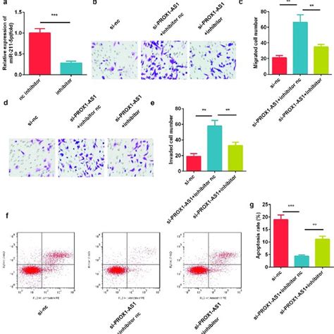 Inhibition Of Mir P Suppressed The Cell Migration And Invasion