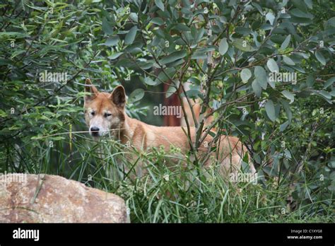 australian dingo native dog  res stock photography  images alamy
