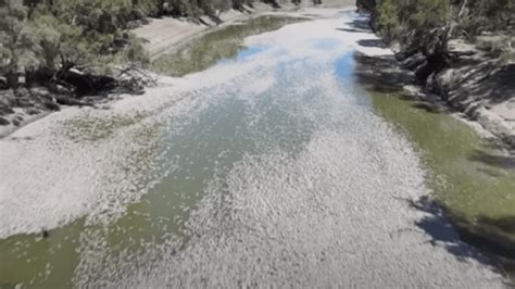 澳大利亚数百万条死鱼堵塞河流，臭气熏天，当地居民不得不戴上口罩凤凰网视频凤凰网