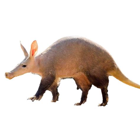 Aardvark Tongue Stock Photos - Free & Royalty-Free Stock Photos from ...