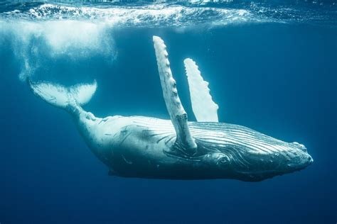 10 Breathtaking Pictures of Humpback Whales Underwater — Inertia Network