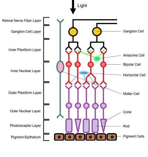 Layers Of The Retina