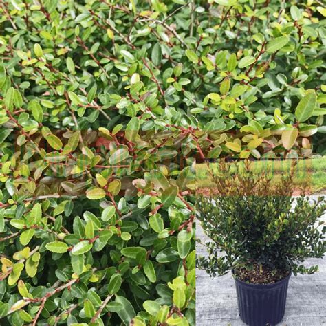 Ilex Vom Stokes Dwarf 5gallon Yaupon Holly Dwarf 5gallon Yaupon Yaupon