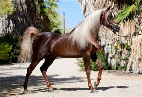 Ka Damascus Kehilan Horses Horse Breeds Arabian Horse