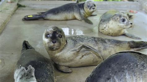 Seehundstation Nationalparkhaus Norden Norddeich Youtube