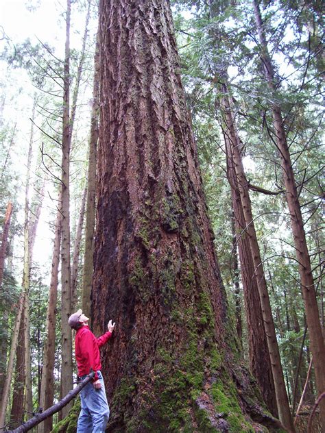 Vancouver Island Big Trees Victoria Regions Heritage Grove Trees