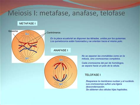 Nutrición Relación Y Reproducción Celular Ppt