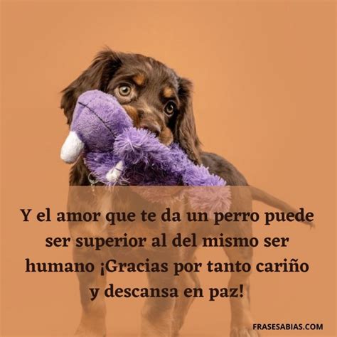 Frases De Despedida Para Dedicar A Un Perro Fallecido