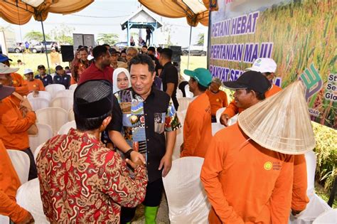 Pj Gubernur Bahtiar Panen Raya Padi Bersama Petani Di Tengah El Nino