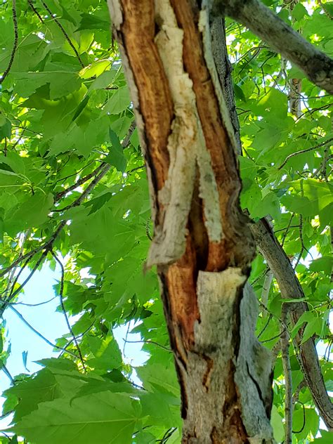 Bark Is Coming Off Of Our Maple Tree Ask Extension