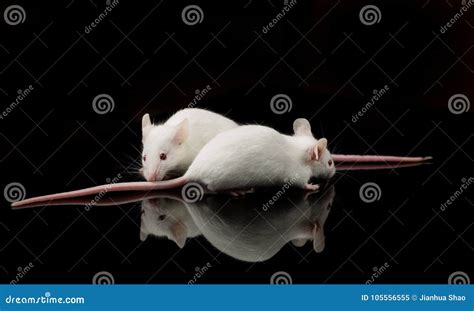 Two White lab mouse stock image. Image of white, smell - 105556555