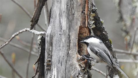 Cavity nesters and role of humans in bird housing crisis: Nature News