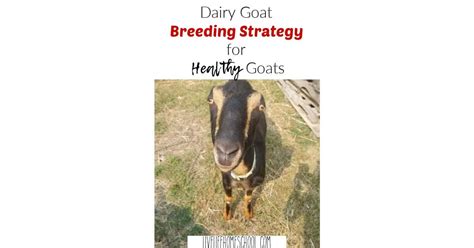 Our Dairy Goat Breeding Tips and Schedule | Live, Life, Homeschool