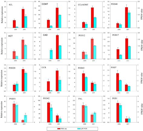 QRT PCR Validation Of RNA Seq Data The Left Y Axis Shows The Relative