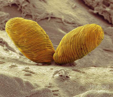 Euglena Flagellate Protozoa Sem Photograph By Steve Gschmeissner Fine Art America