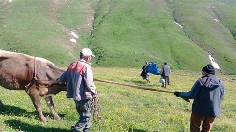 Yaylada Kar K Tleleri Aras Nda S K An Inek Saatte Kurtar Ld Son